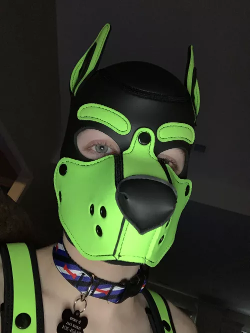 I know the collar doesn’t match. 😅 by Pup-Atlas