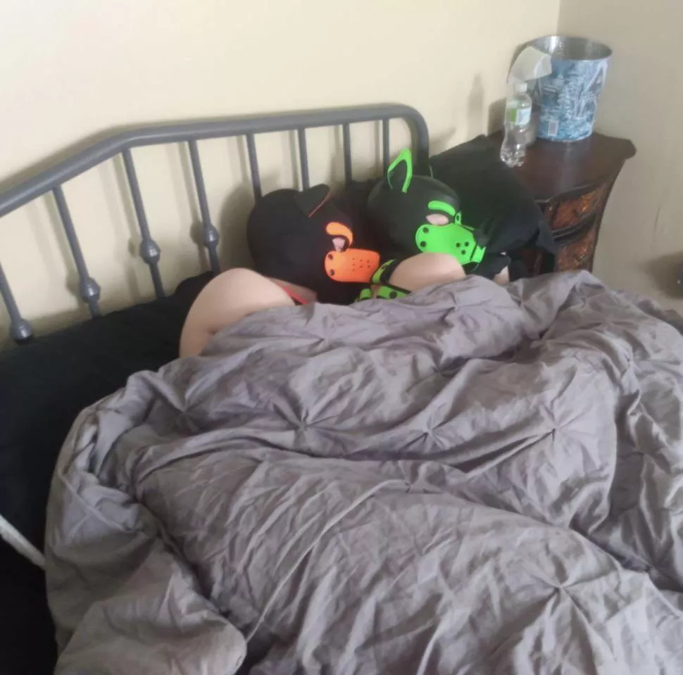 I told them I don’t take naps. Whoops. posted by Pup-Atlas