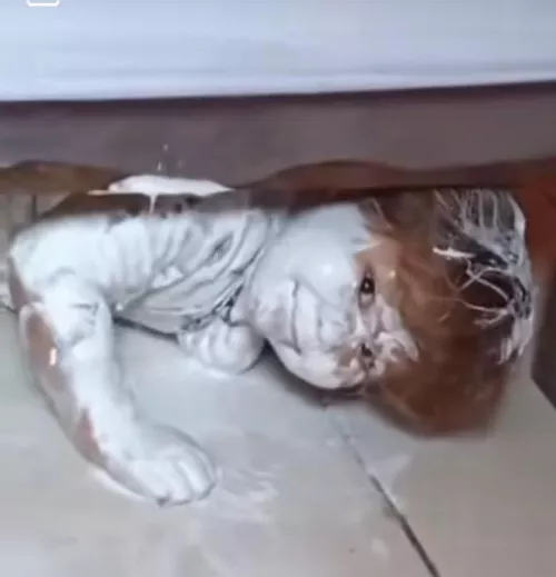 I’m looking for the video or gif of the camera man feeding a guy a donut while he’s doing a girl 😂😂😂 by OMGWHOTHATUSER