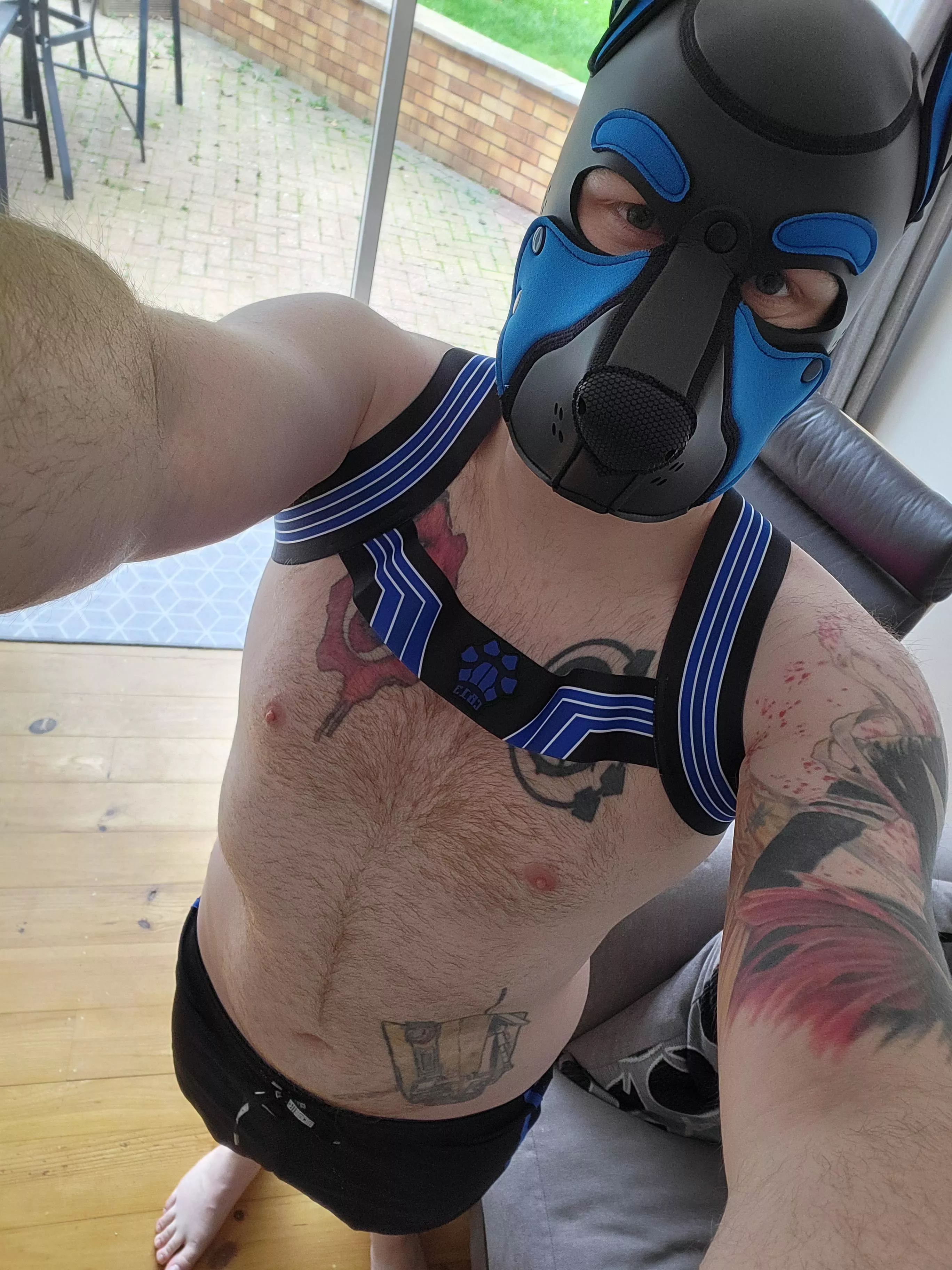 I'm new here, I love being a pup posted by pup_ash