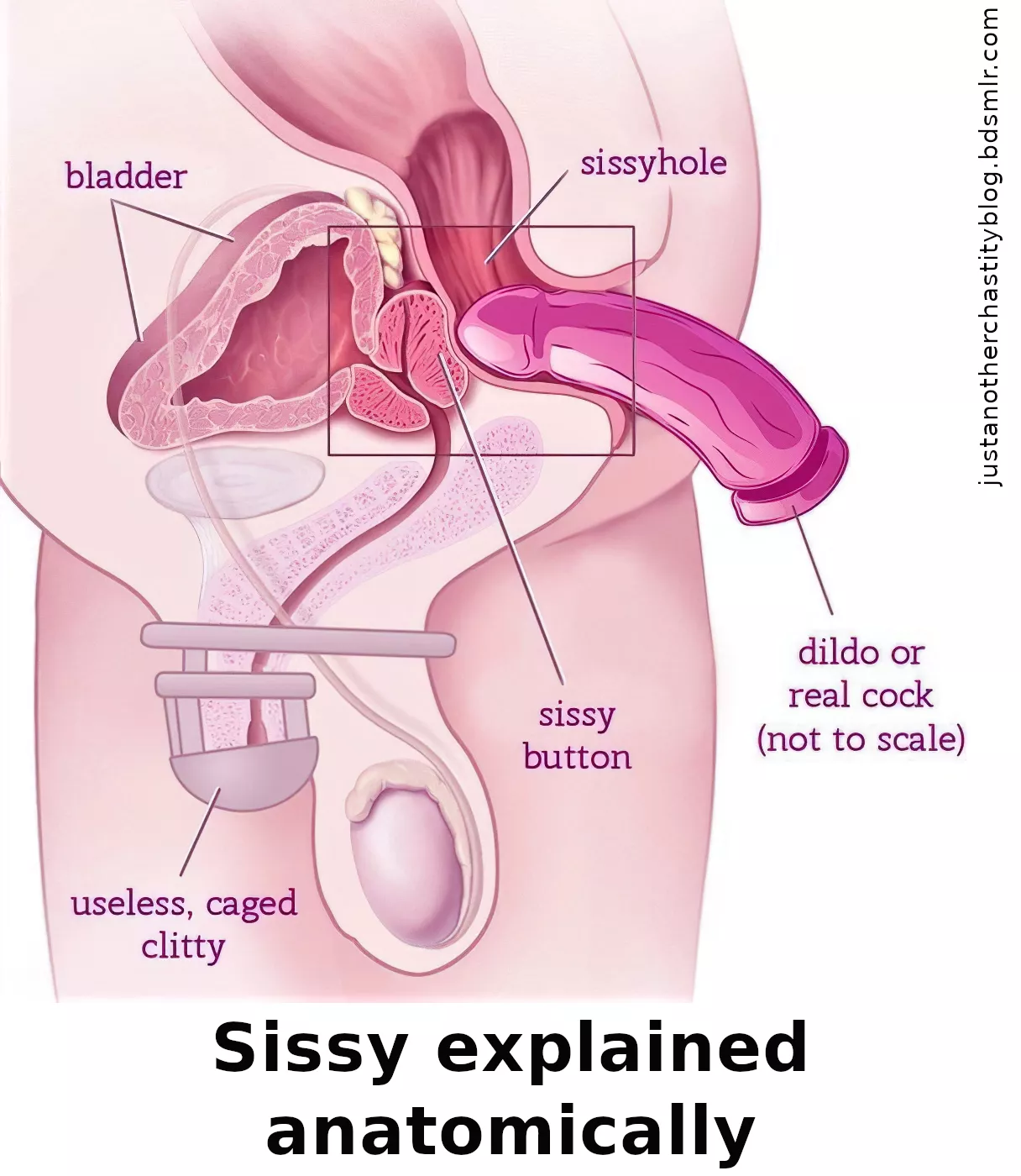 In purely scientific terms, a sissy can be explained as follows posted by justchastityblog
