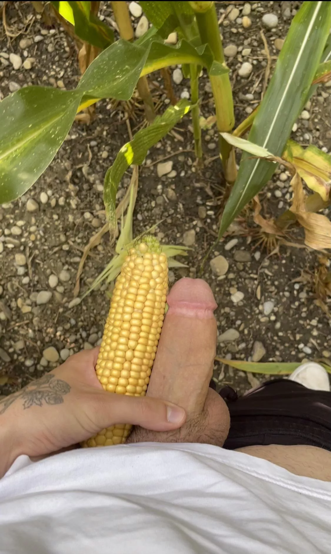 in the corn field 🌽 posted by xxxredditacount