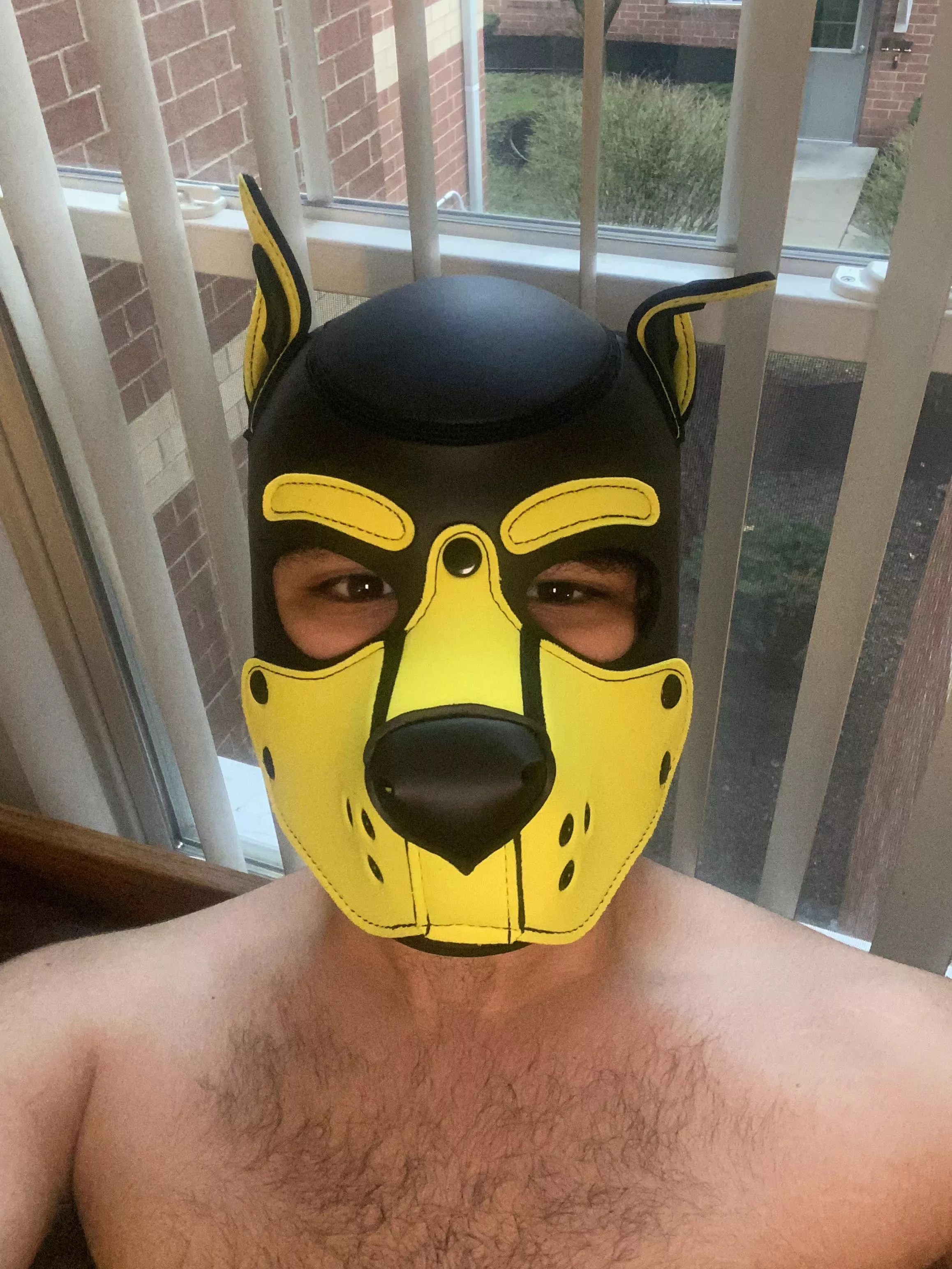 It looks like it’s gonna be a rainy day today, but this pup still wants to go outside and play! 🐶 🐾 posted by pup_alister