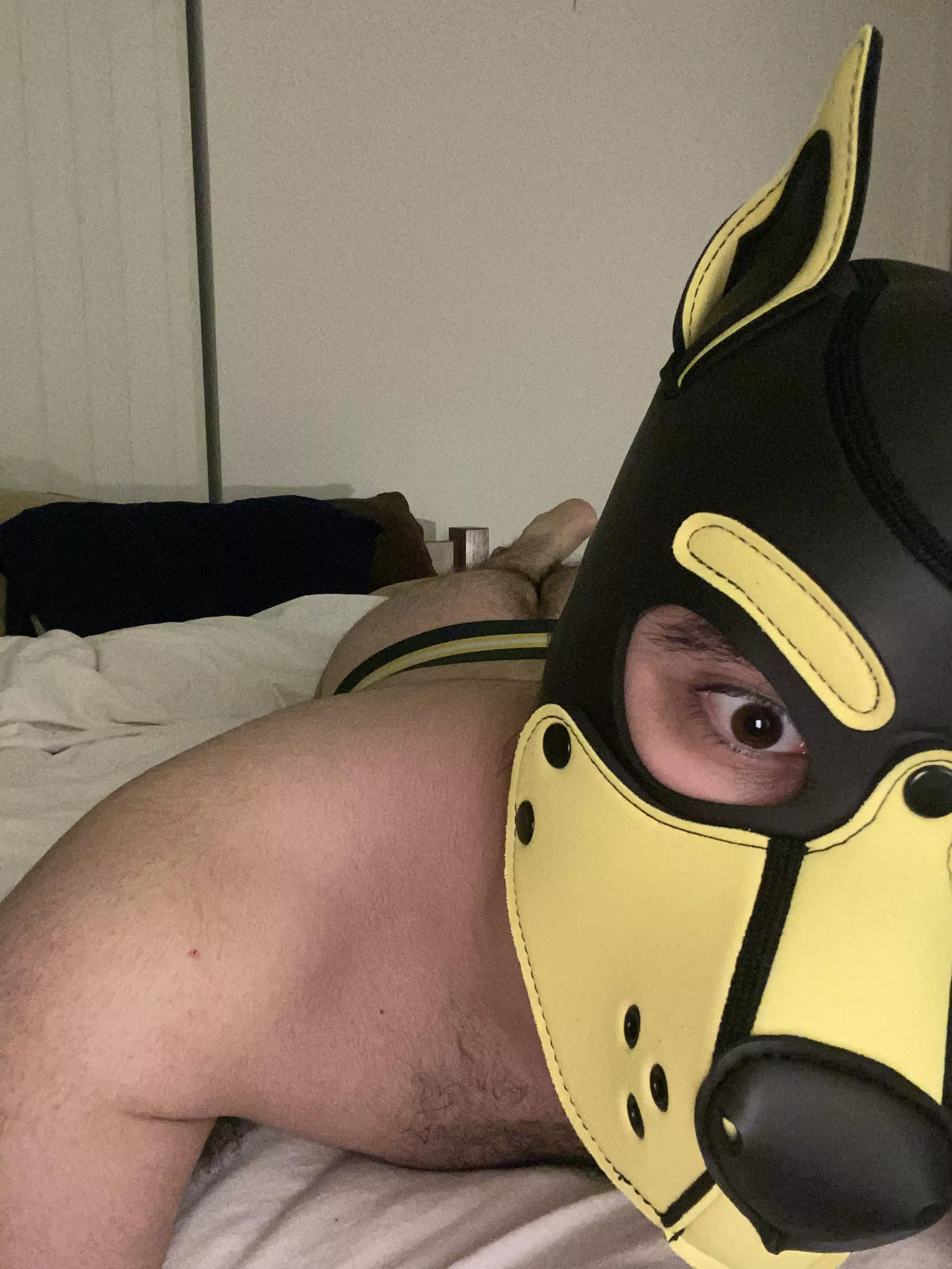 It’s time for this pup to go to bed… unless you want to do something else instead?? Woof! posted by pup_alister