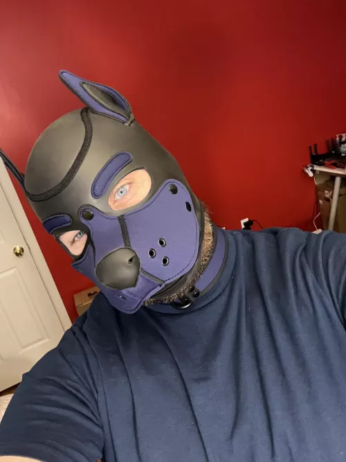 Jax needs to bend those ears a little by uuuuuuuuuuuuuuuuuuu