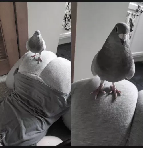 Just me showing off one of my rescue pigeons, Toast 🥰 by AnatomicallyCorrect4