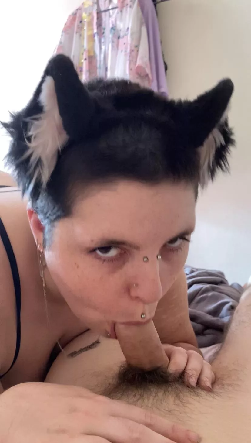 Kitten getting their milk posted by Sluggyshy