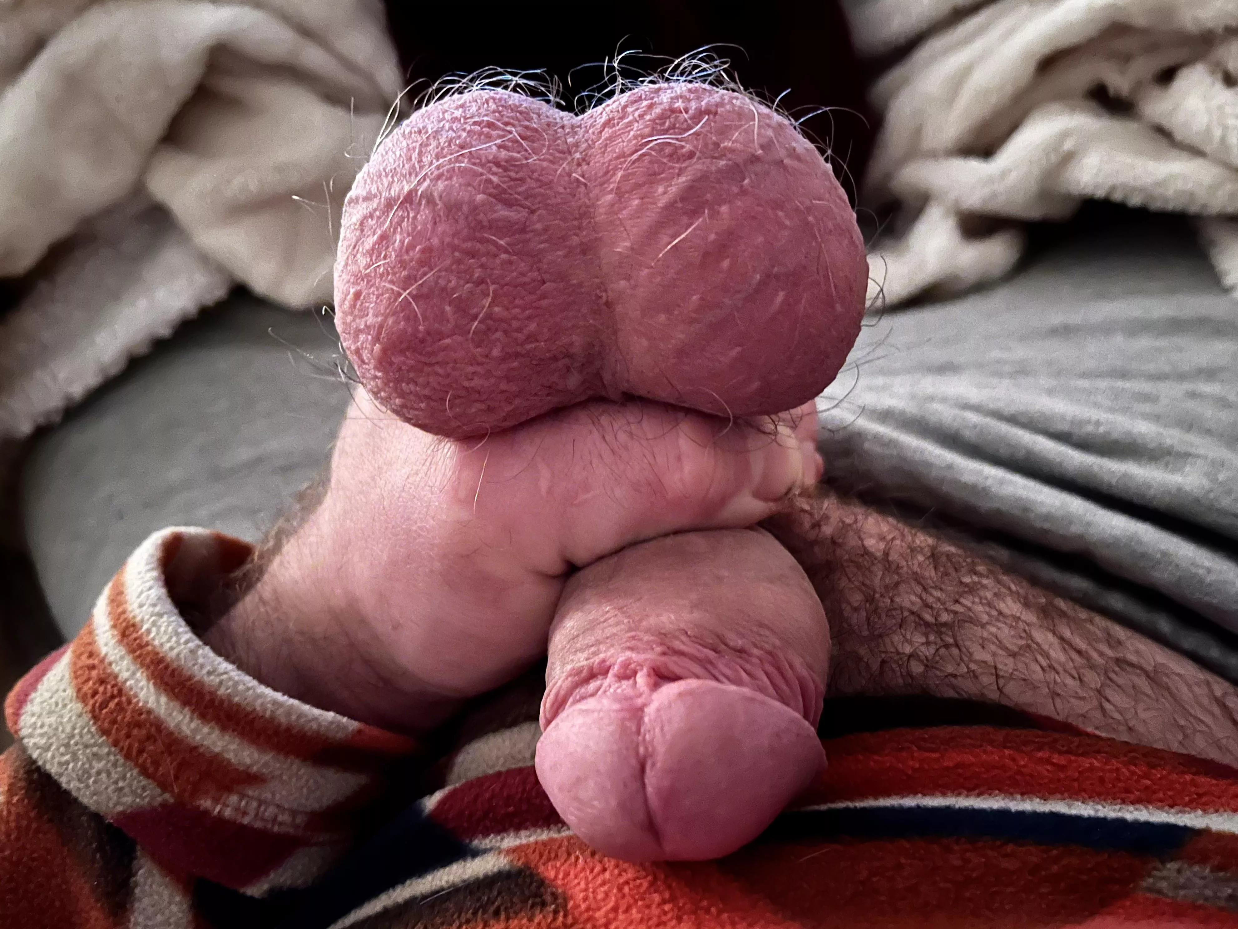 Like two round sweat flavored lollipops posted by Smell_My_Balls69