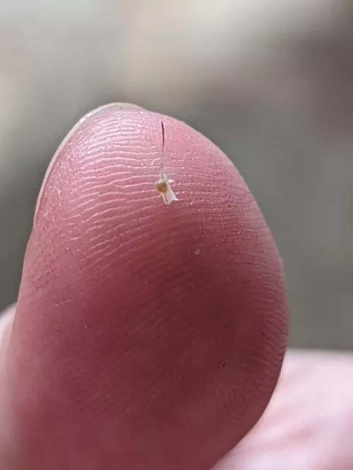 Morning gift from my moob by FoCo_Guy