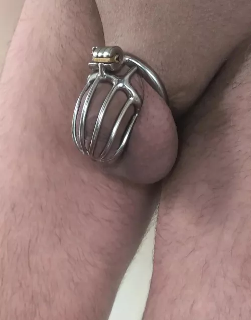 my cock feels like a unit of metal and skin. balls are tight and full of cum. from tomorrow on the leaking probably starts. the cage is so perfectly tight fitted. by daddy_in_chastity