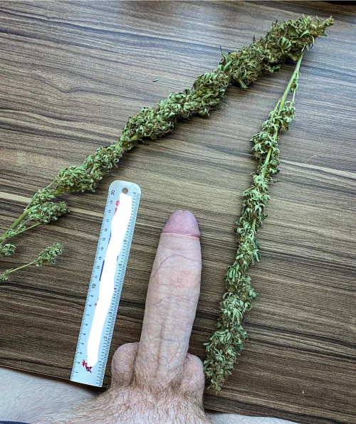 [M]y cock for reference. by ThatGioGuy