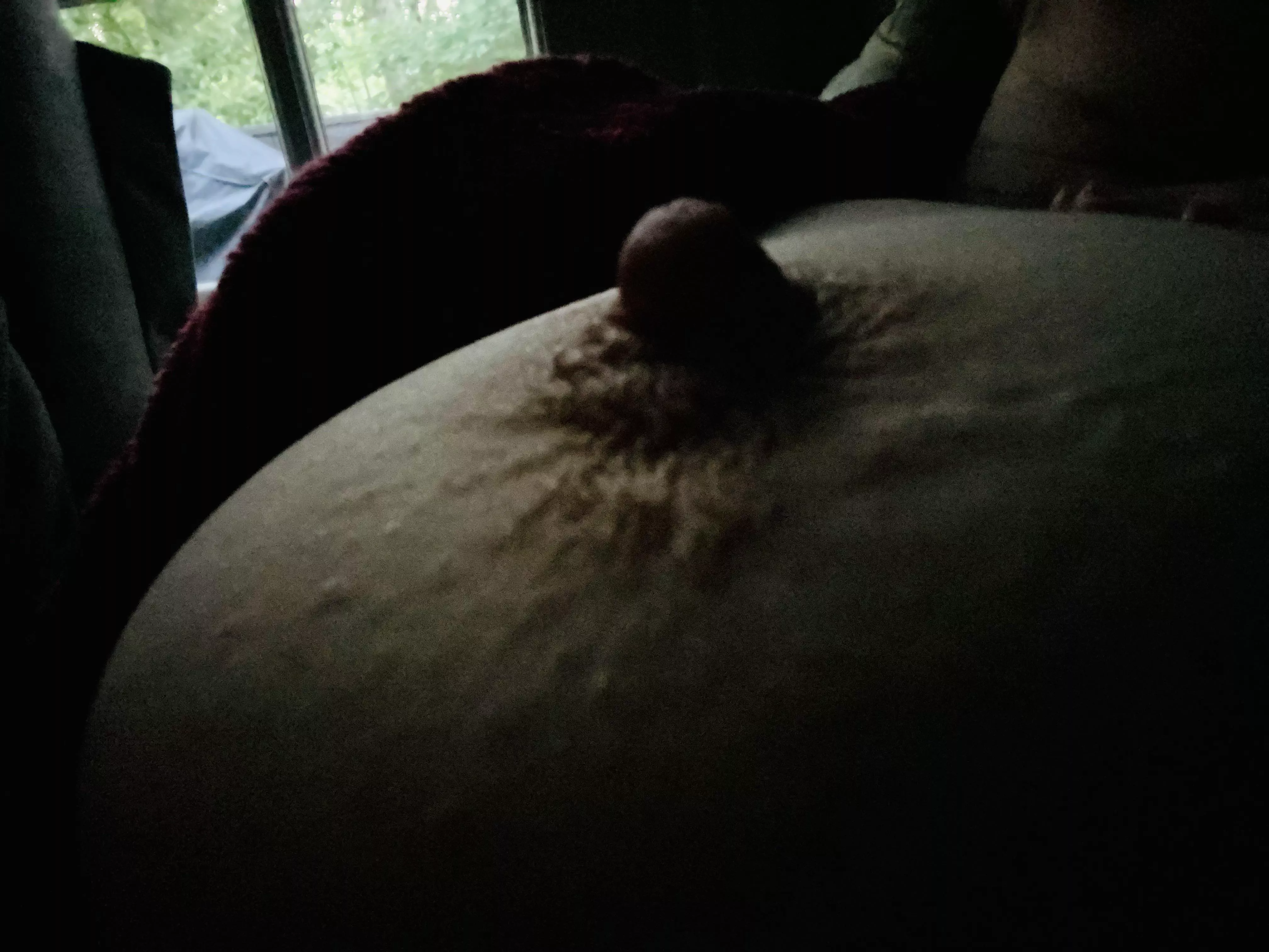 My kitty in the dawn’s early light posted by icthus_medicus