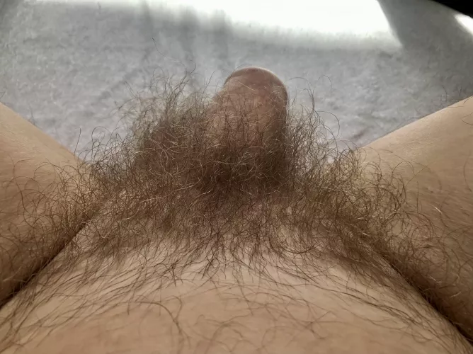 My natural bush by restoredforeskin