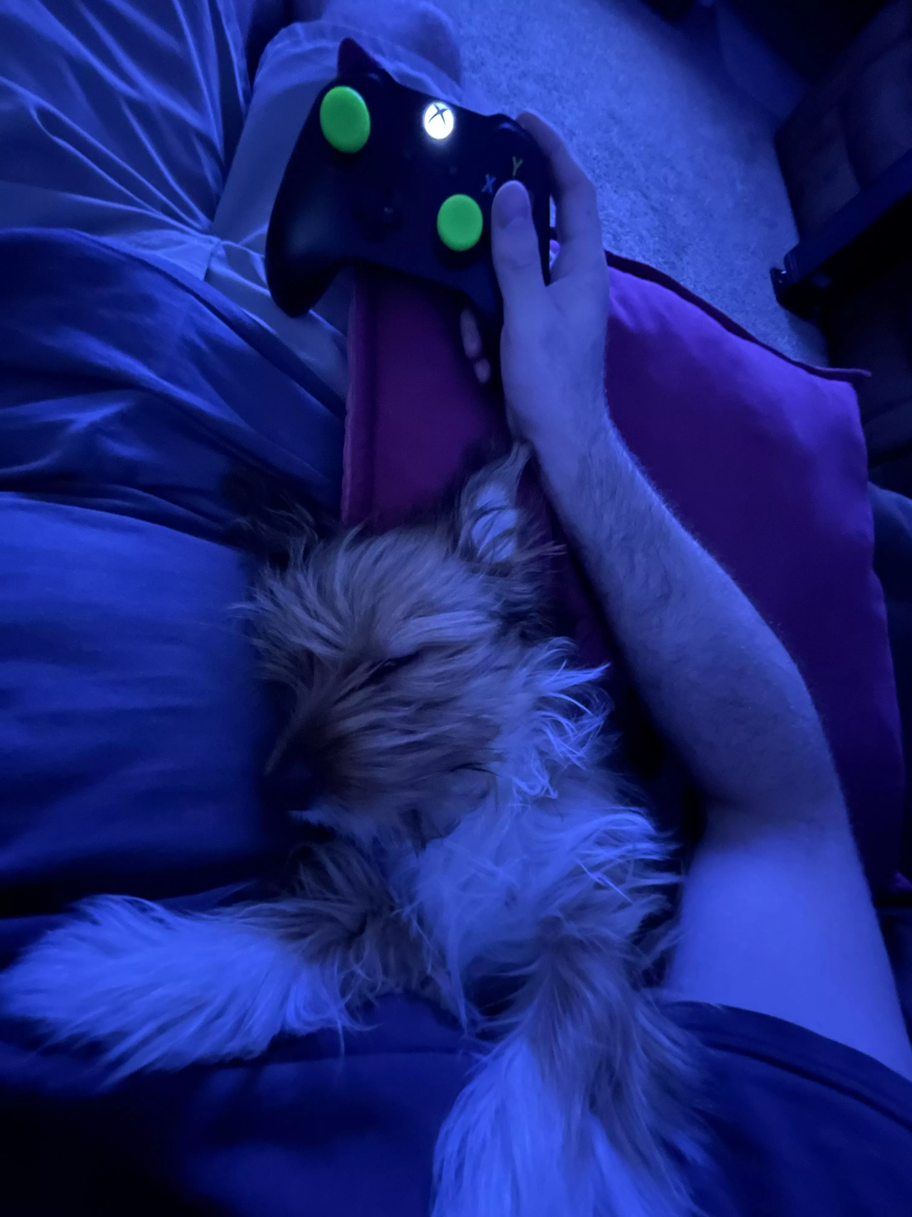 My Overwatch coach dozed off 😋🎮🐶 posted by nvmberphoenix