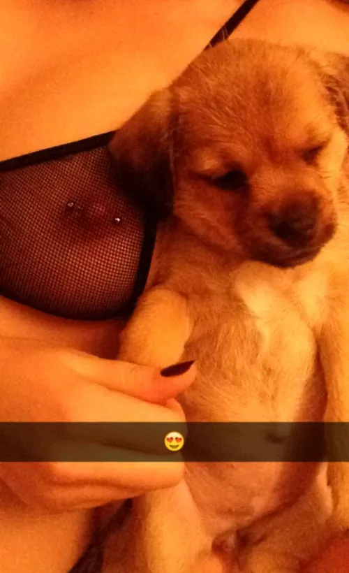 My puppy says hello by wasntreddi