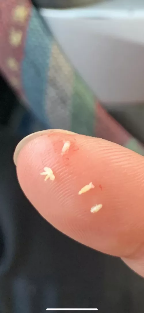 My whitehead collection 😳 by iusestolivein