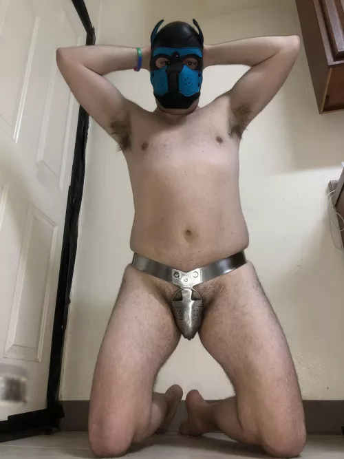 New for 2022! All models of Pup Starry now come factory installed with chastity! Guaranteed to be an obedient & waggy pup or your money back! by Pup-Starry