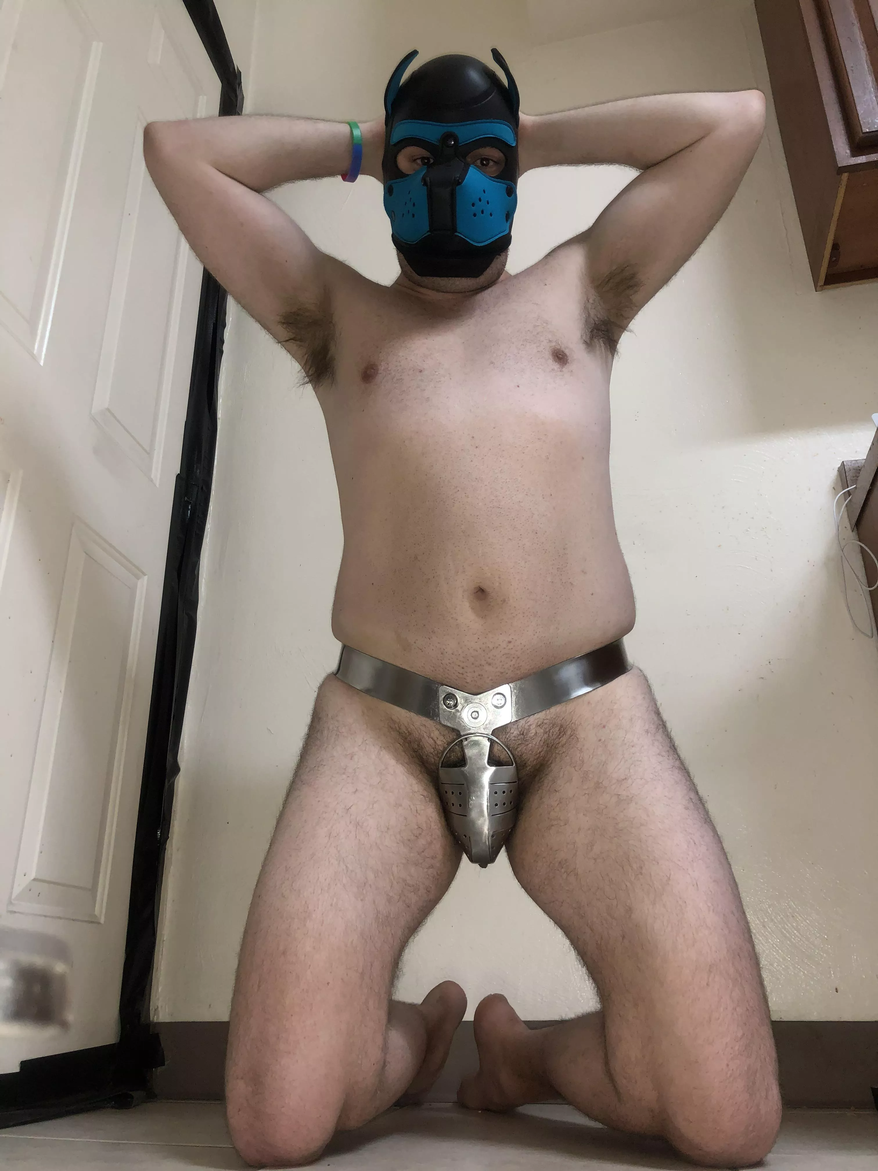 New for 2022! All models of Pup Starry now come factory installed with chastity! Guaranteed to be an obedient & waggy pup or your money back! posted by Pup-Starry