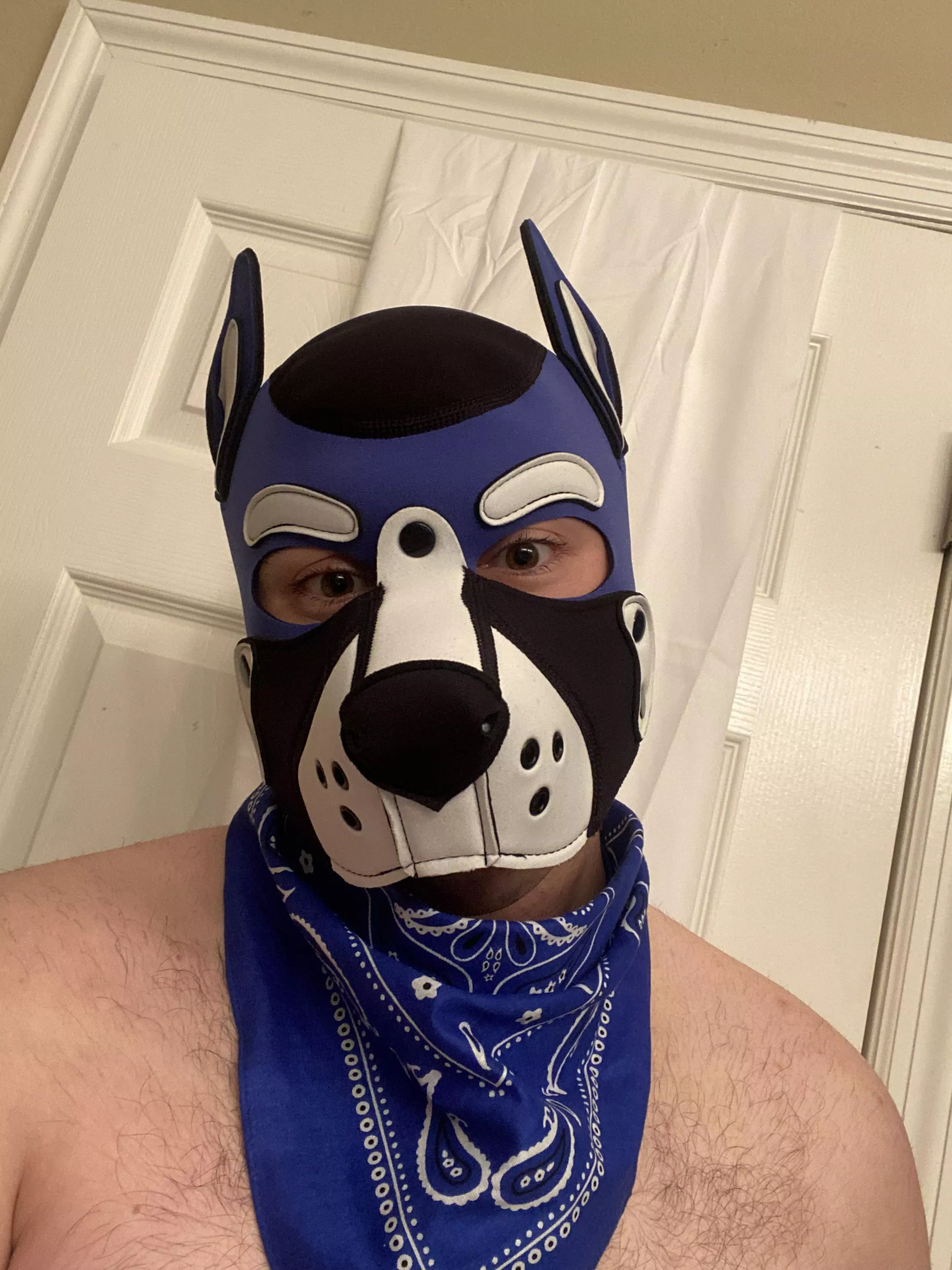 New Hood! 🐶😊 posted by luca_saytr