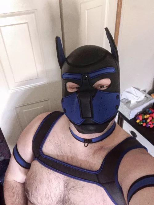 New pup here! Husky is my breed—Pup Whelp is my name. Hit me up! (Especially North Dakota & Minnesota pups & handlers.) by Ok-Comfortable-8502