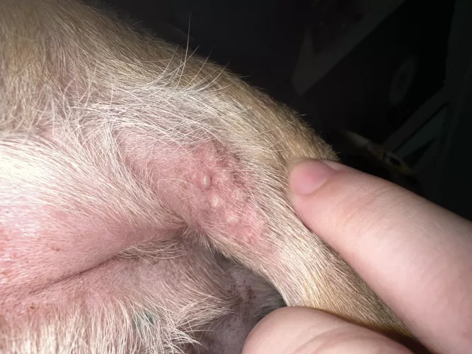 nsfw - animal. forbidden pops. my dog decided to shit on a fire ant hill. he’s okay, just got some bites. by sadfacemeg