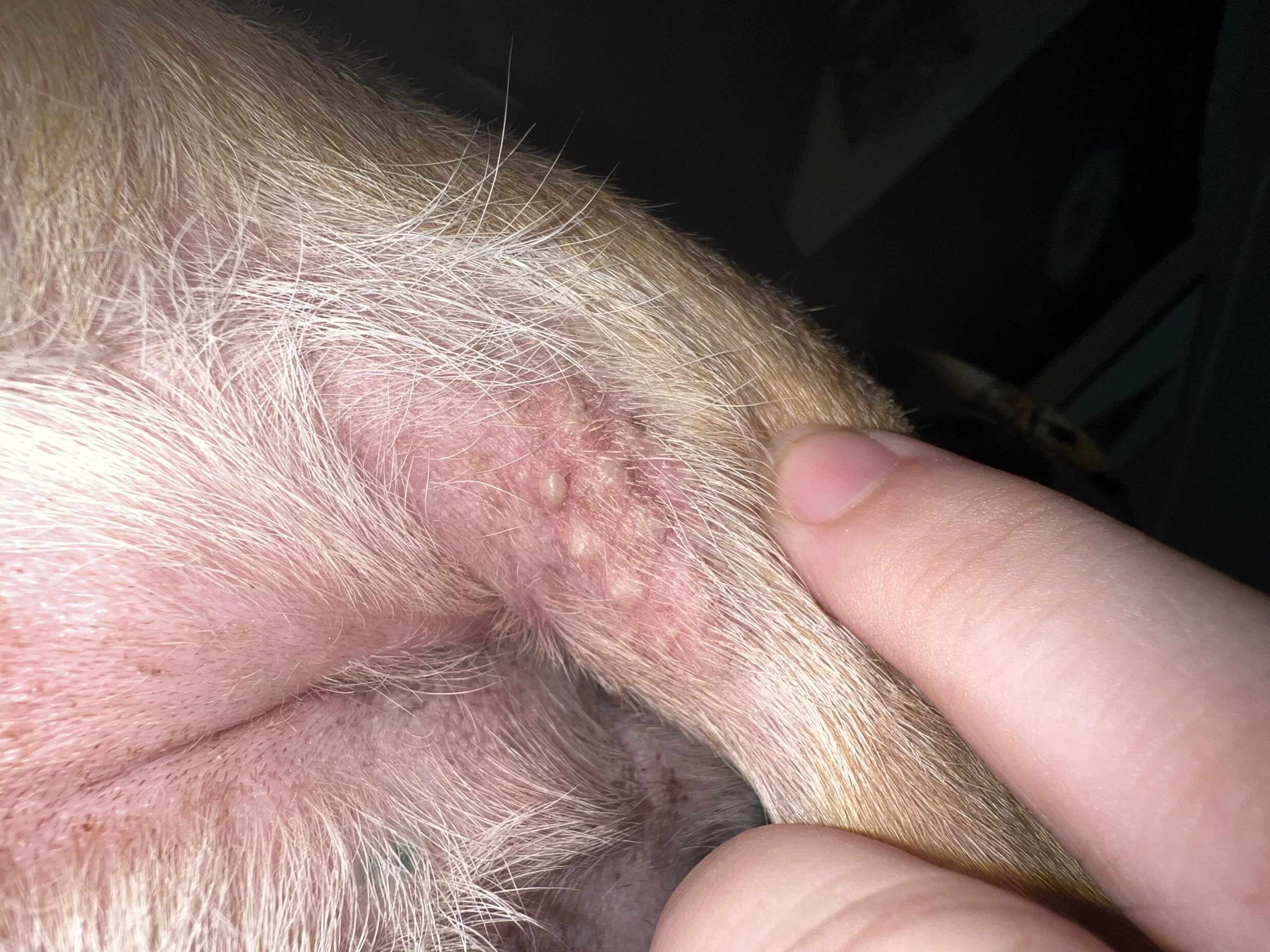 nsfw - animal. forbidden pops. my dog decided to shit on a fire ant hill. he’s okay, just got some bites. posted by sadfacemeg