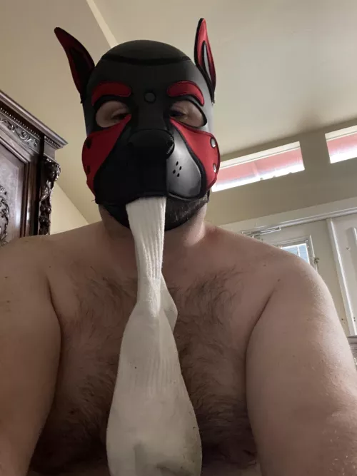 Oh nos pup got into a bois stinky socks. Can pup sniff yours next? by AcceptableGlove4772
