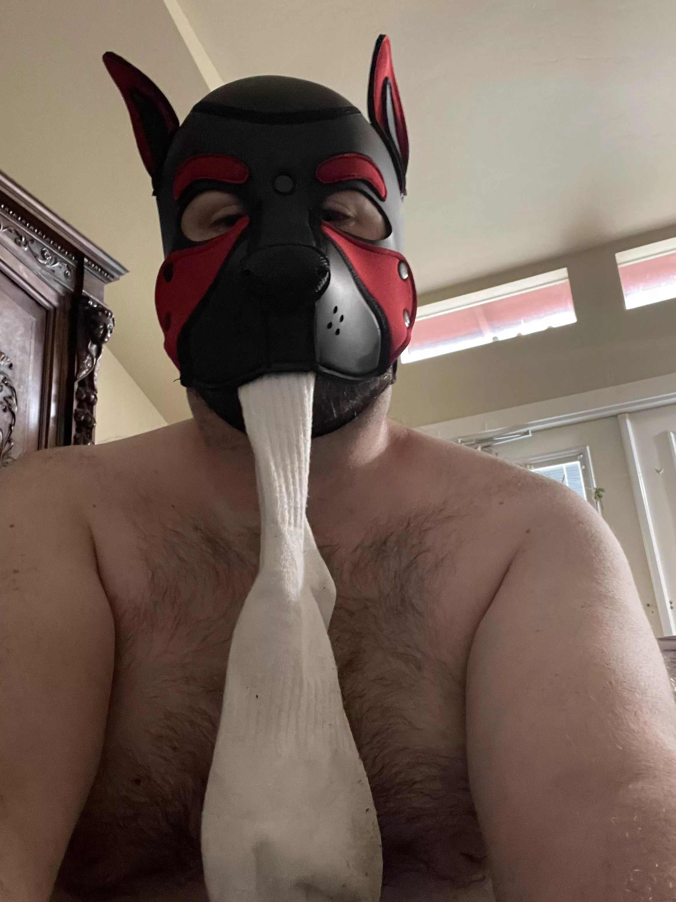 Oh nos pup got into a bois stinky socks. Can pup sniff yours next? posted by AcceptableGlove4772