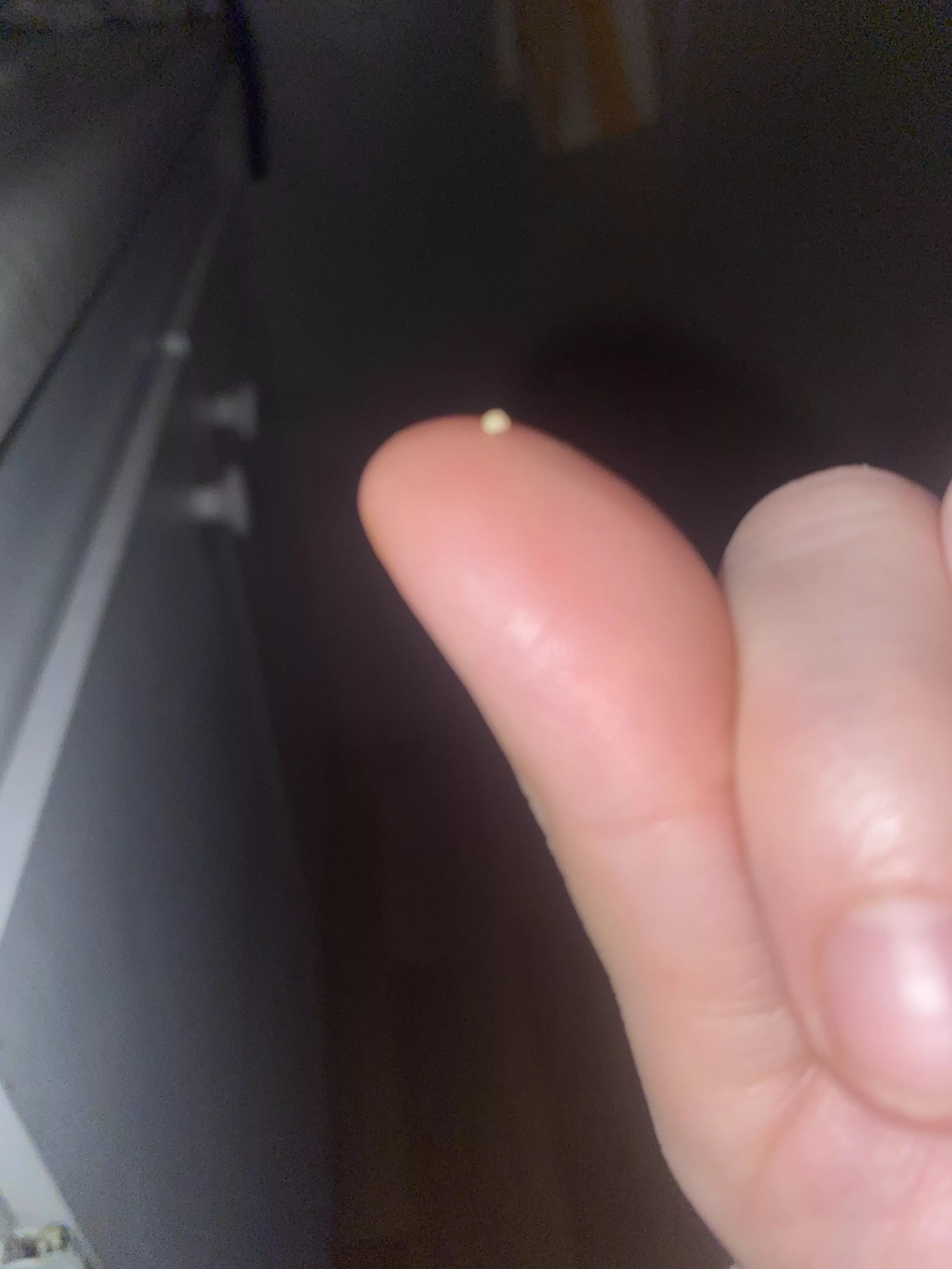 Popped a pimple this morning and this came out! It’s white, round and hard. My pimple feels so much better now. posted by LadyPlantQueen