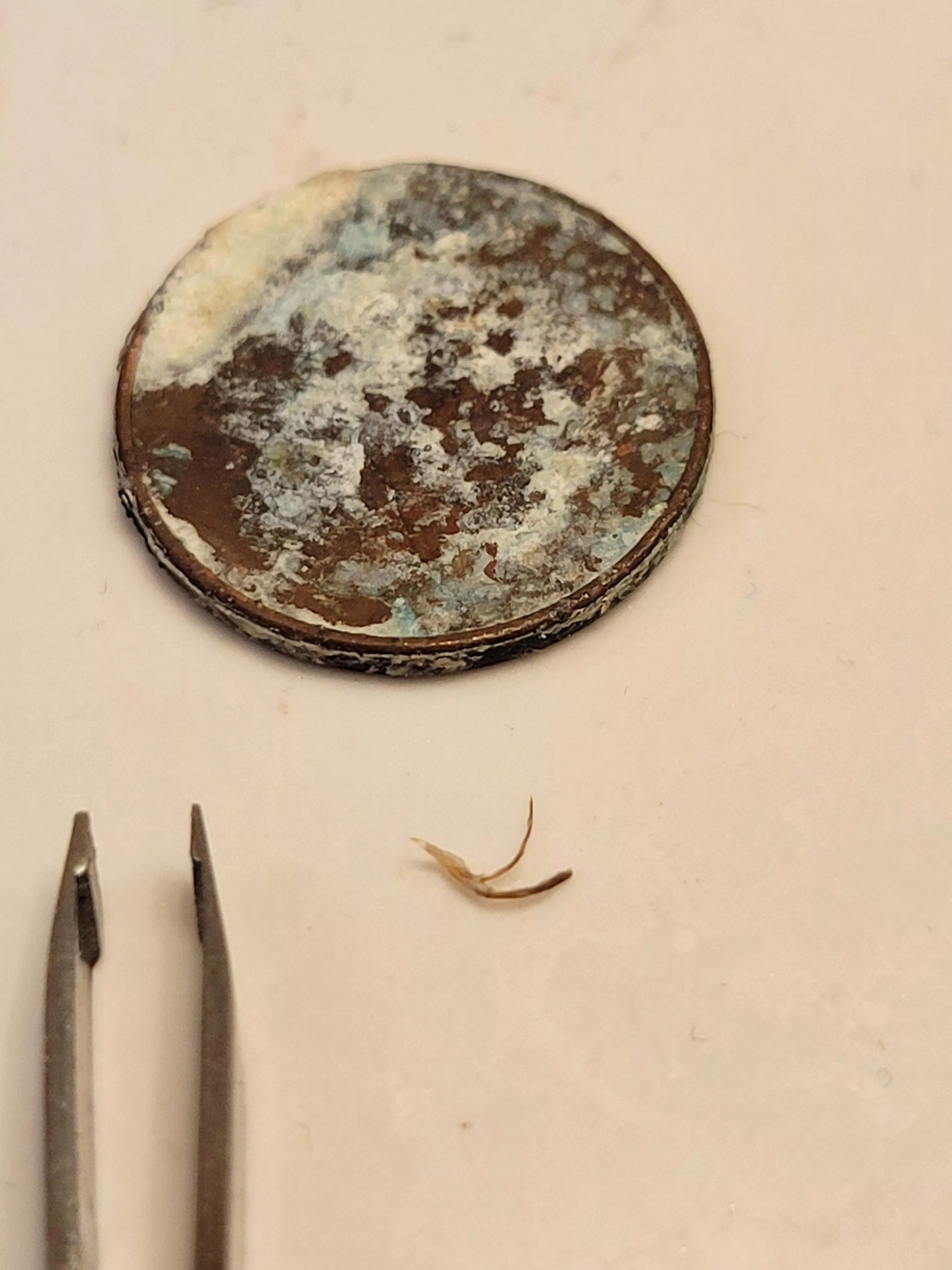 Pulled this from my face after feeling a more than coarse facial hair. posted by DerTodwirdzudir