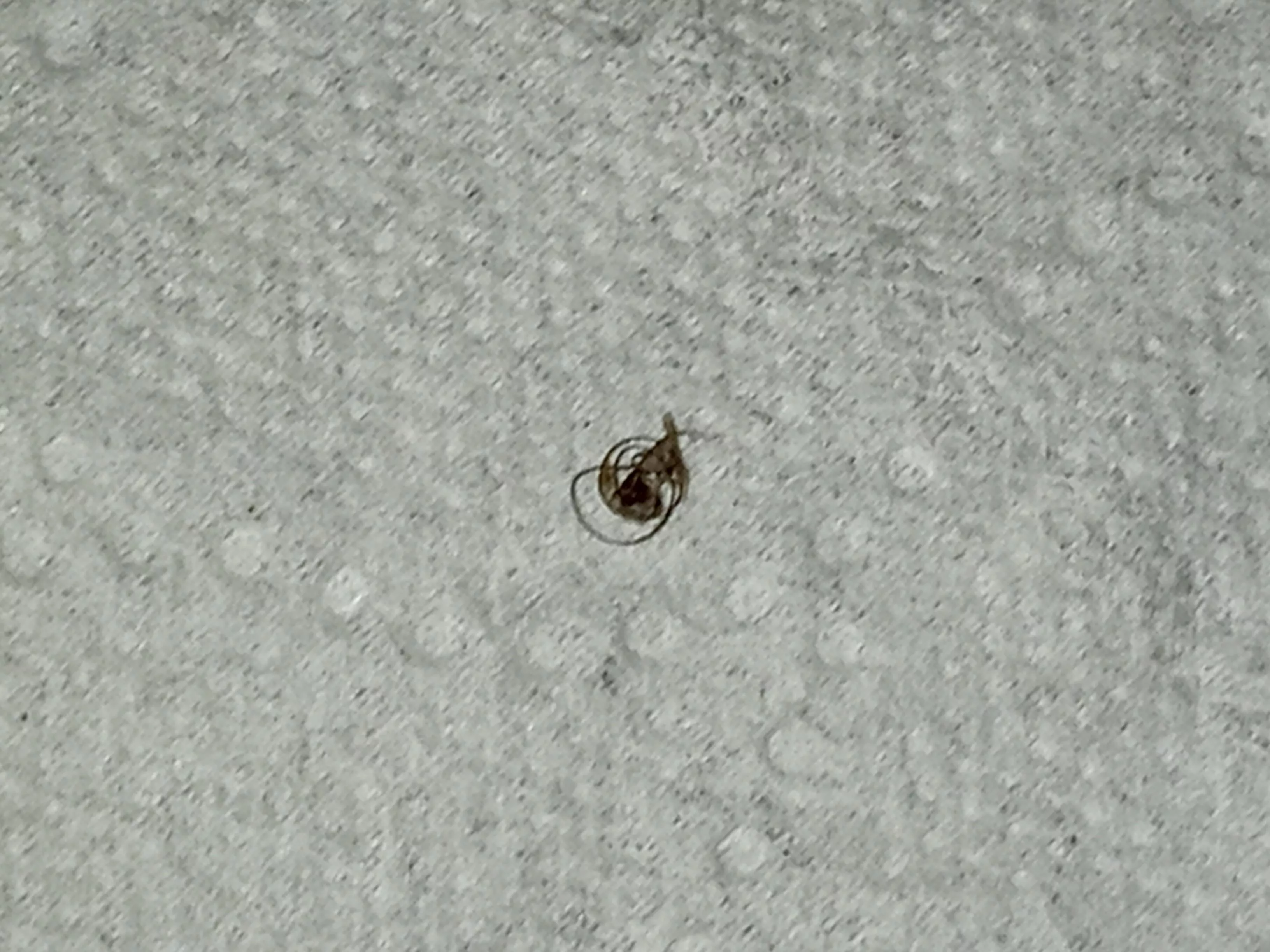 Pulled this long curly ingrown from my armpit posted by Kekebolt12