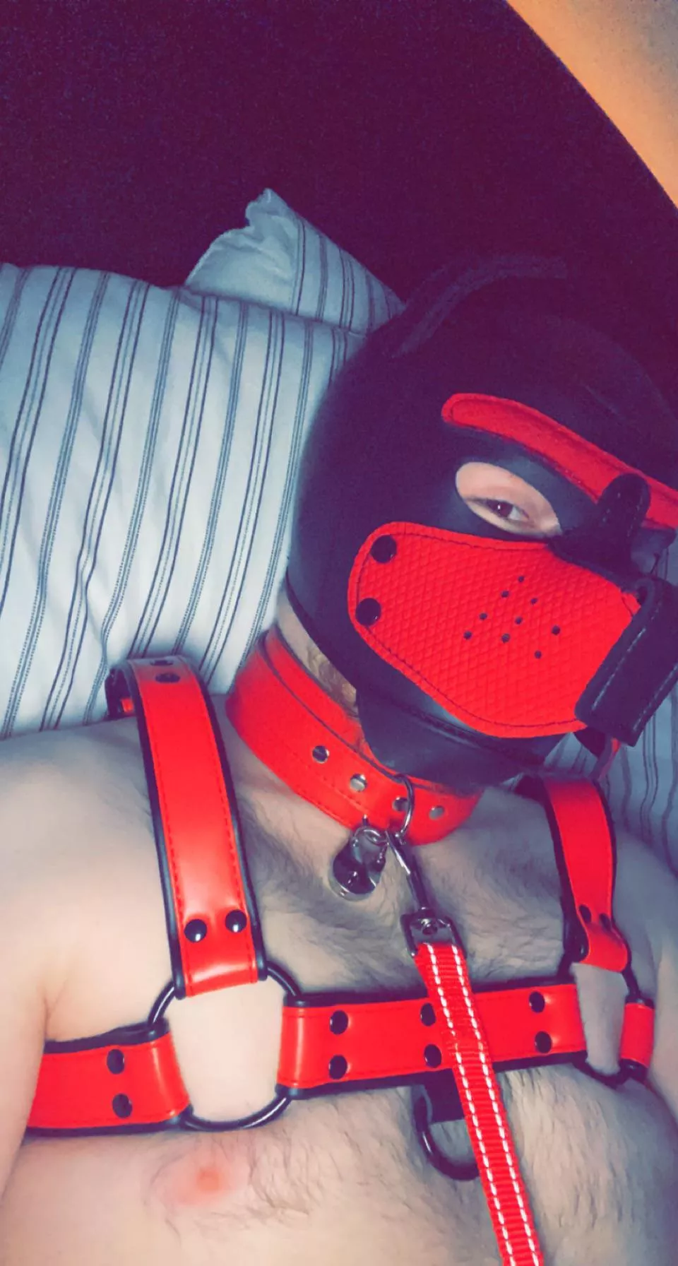 Pup got a harness 🐶 posted by GoodBoyLeo1
