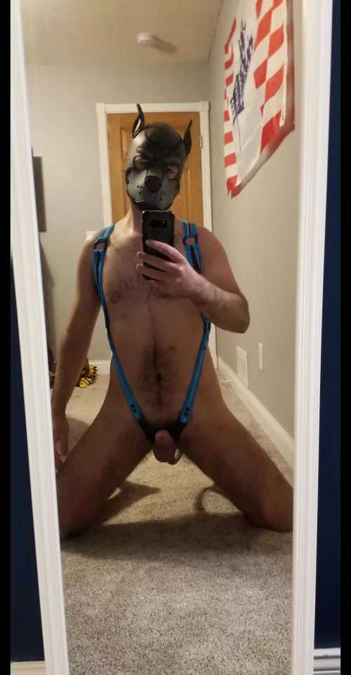 pup got a new harness by bicurious1516