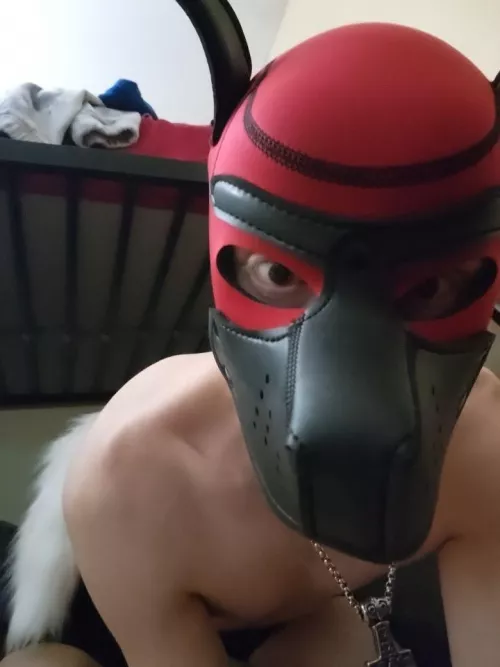 Pup unowned by Metalfett77