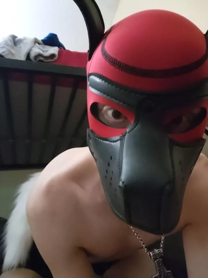 Pup unowned posted by Metalfett77
