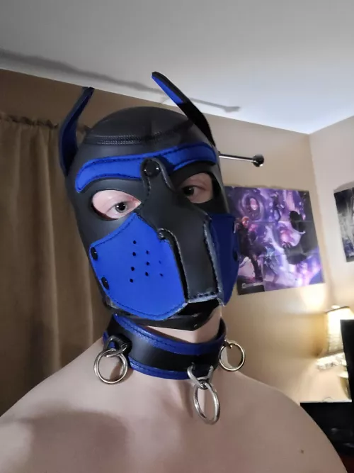 Puppy just got collared :D by N0tAP0rnAccount