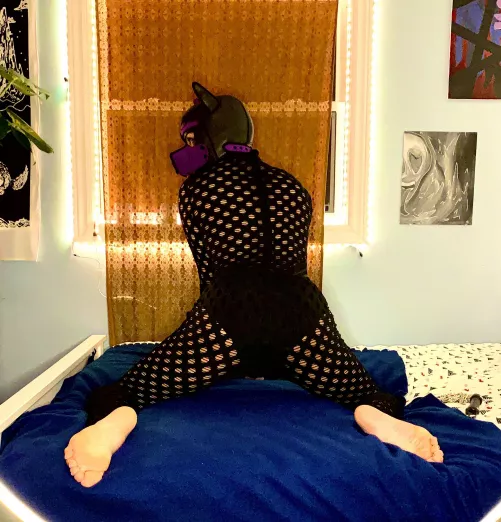 Puppy Paws 🏳️‍⚧️🐾🏳️‍🌈 by Joshie9898