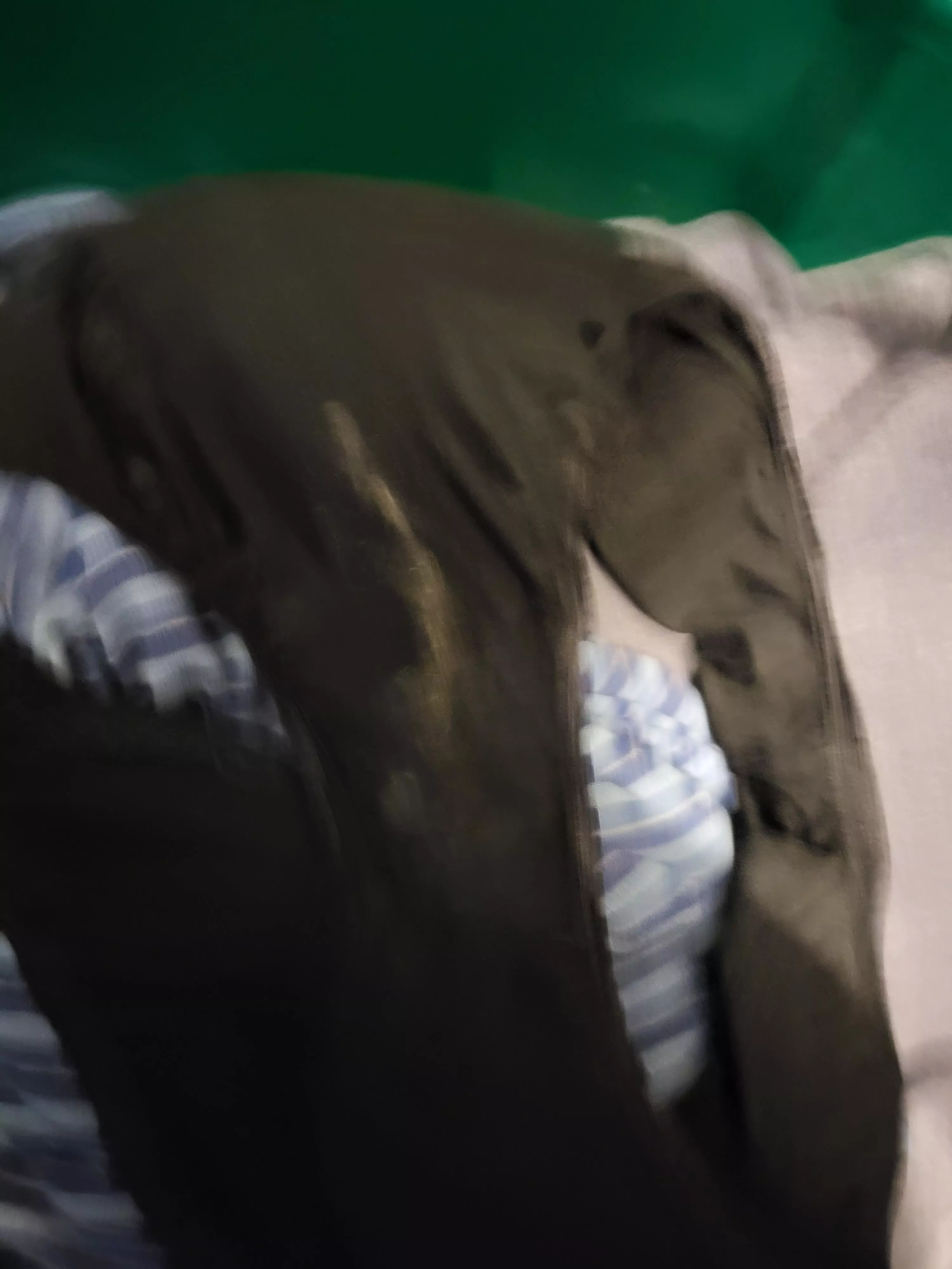 PUSSY IN NEED! posted by Powerful-Log4376