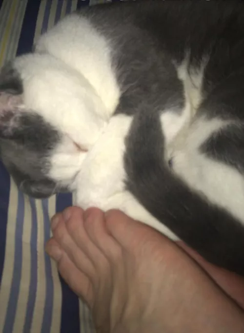 r/cats just didn't seem right for this by ChanTheMan626