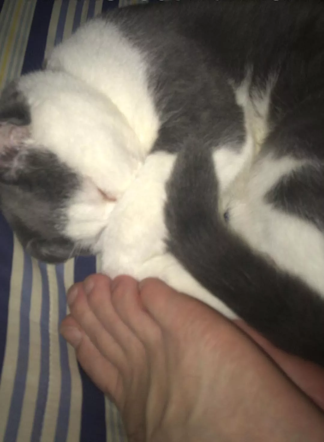 r/cats just didn't seem right for this posted by ChanTheMan626