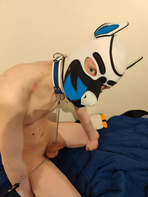 Ready to serve... 🐶😏 by PuppyNoa