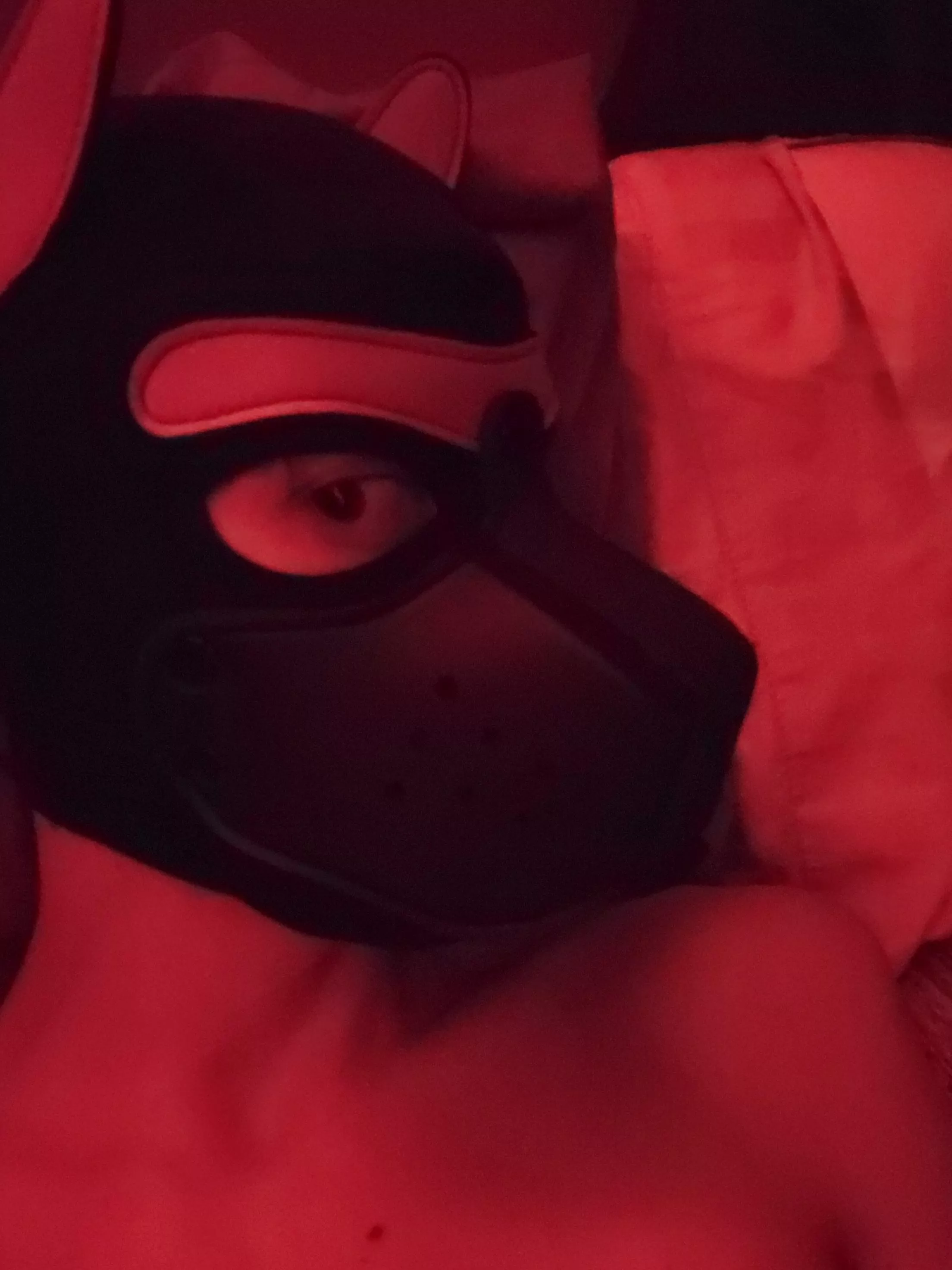 Red Puppy 🐶 posted by VoxSilvaIsGay