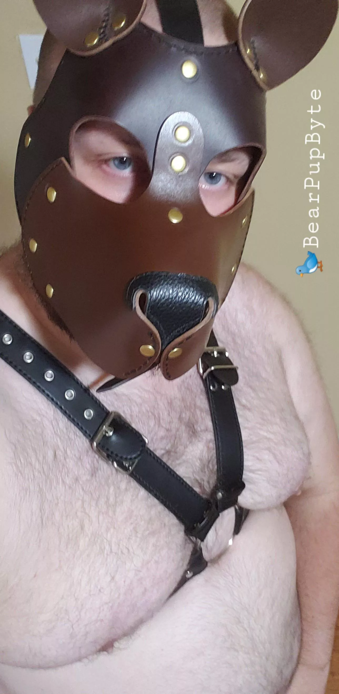 Rub my belly and call me a good cub. posted by BearPupByte