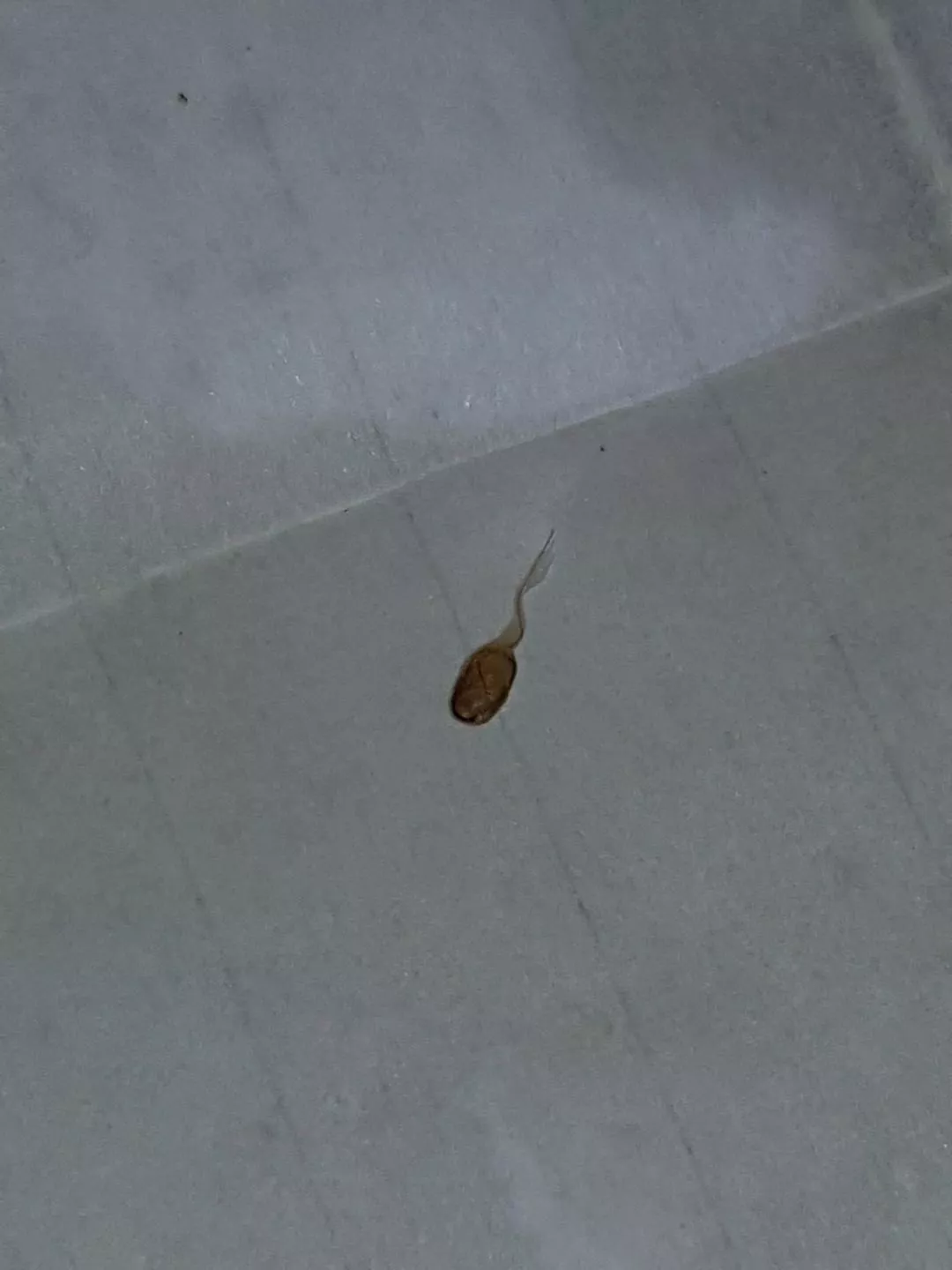 scratched this little fella out of my side tonight. posted by beetlejuice1984