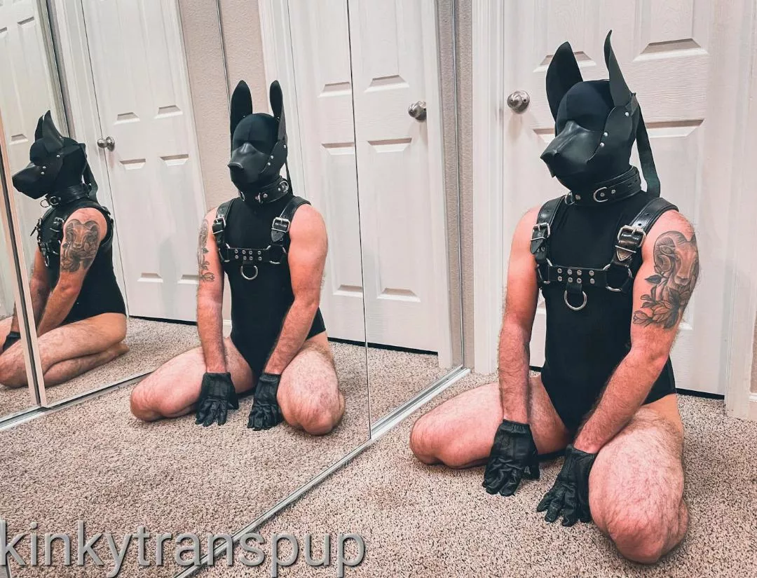 Sitting pretty posted by kinkytranspup