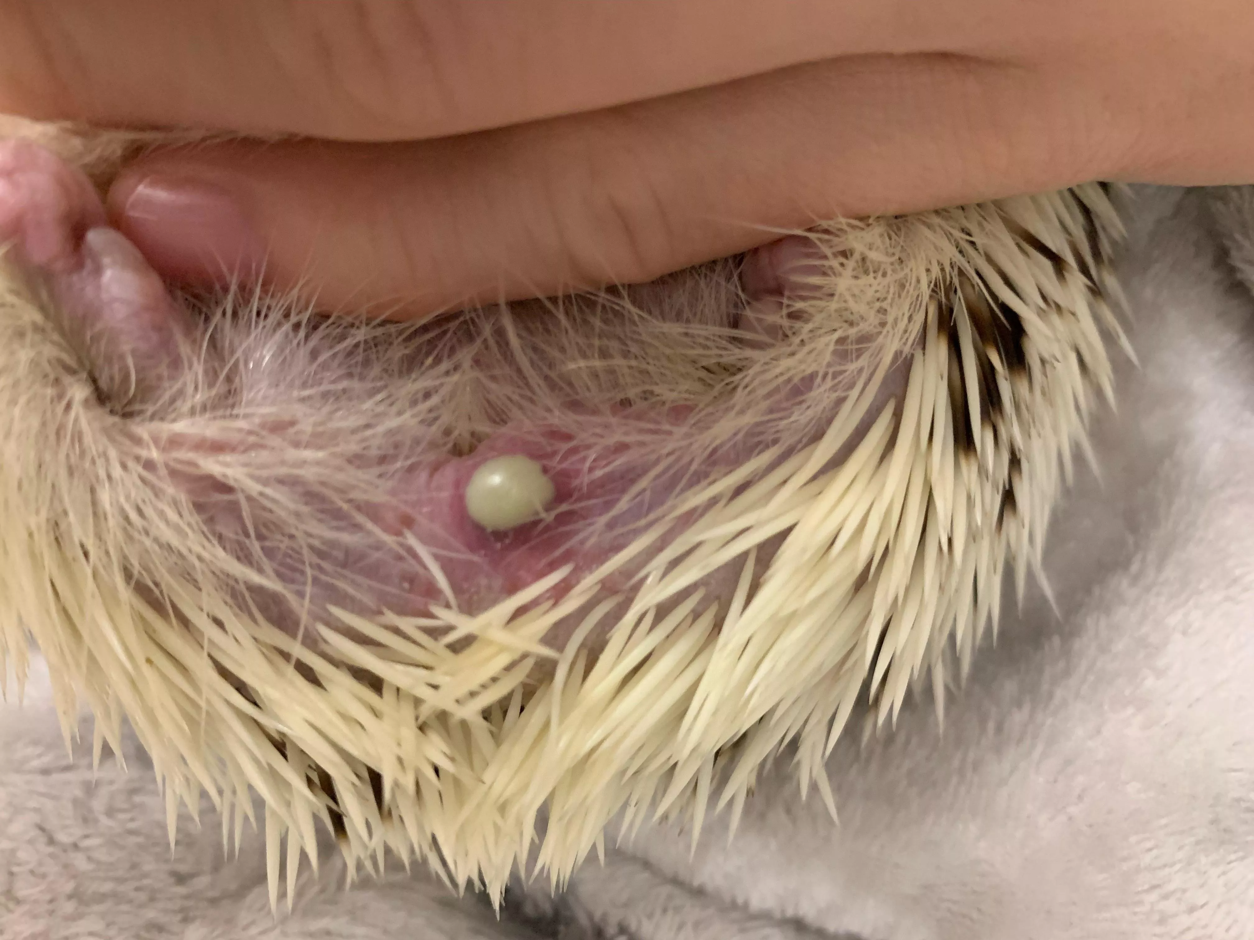 Spot on my hedgehog’s bum. Vet advised against popping, was very hard to resist! posted by Proud_Load529