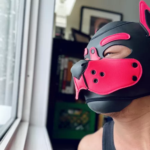 Staring at the Blue Jays outside the window☺️ by stepflexbro