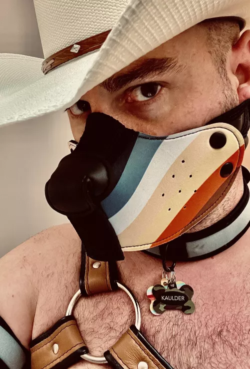 Texas cowdog by Typical-Bumblebee-79