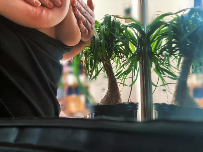 That pony tail palm by Amelia_jones2087