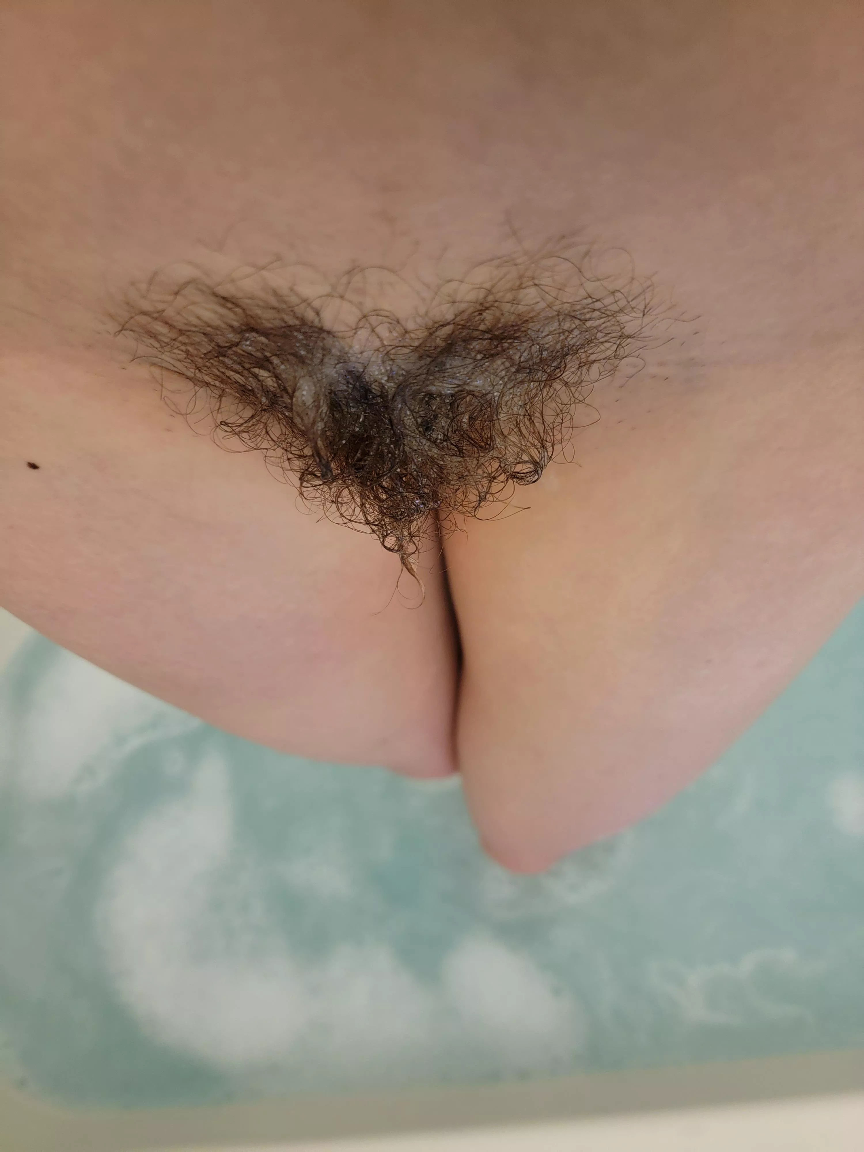 the bush that started it all posted by arthoe_louise